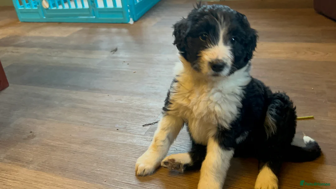 Bordoodle dogs for sale: Gorgeous Collie x poodle pups  - Advert 11