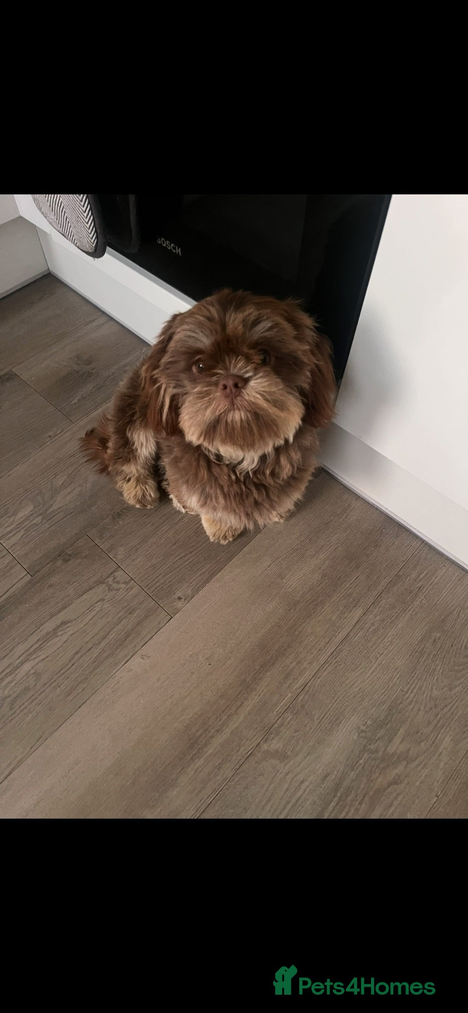 Shih Tzu dogs Gorgeous male Shih Tzu - Advert 1
