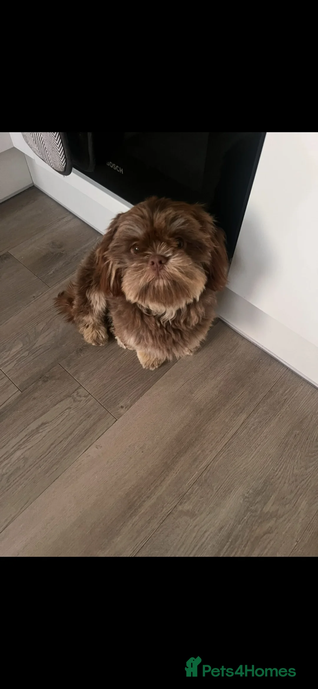 Shih Tzu dogs for sale: Gorgeous male Shih Tzu - Advert 1