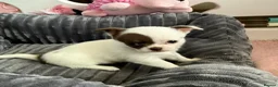 Chihuahua dogs for sale:  ❤️‍🔥KC Reg Party Colour Chihuahua Puppies❤️‍🔥  - Advert 3