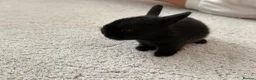 Lionhead rabbits for sale: Stunning lion lop rabbits  - Advert 6