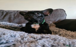 French Bulldog dogs for sale: 5 Beautiful French bulldogs - Image 19