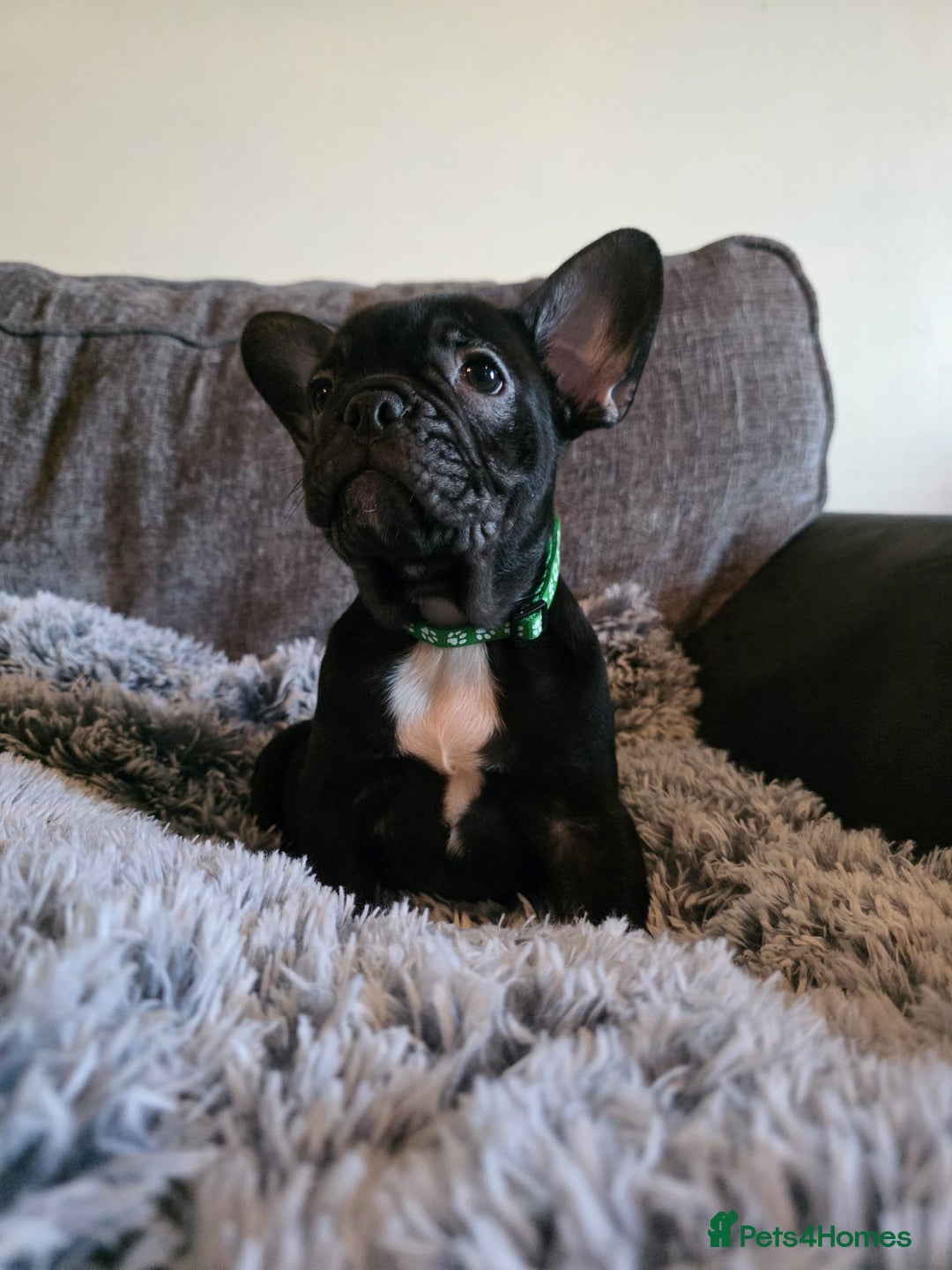French Bulldog dogs for sale: 5 Beautiful French bulldogs - Image 19