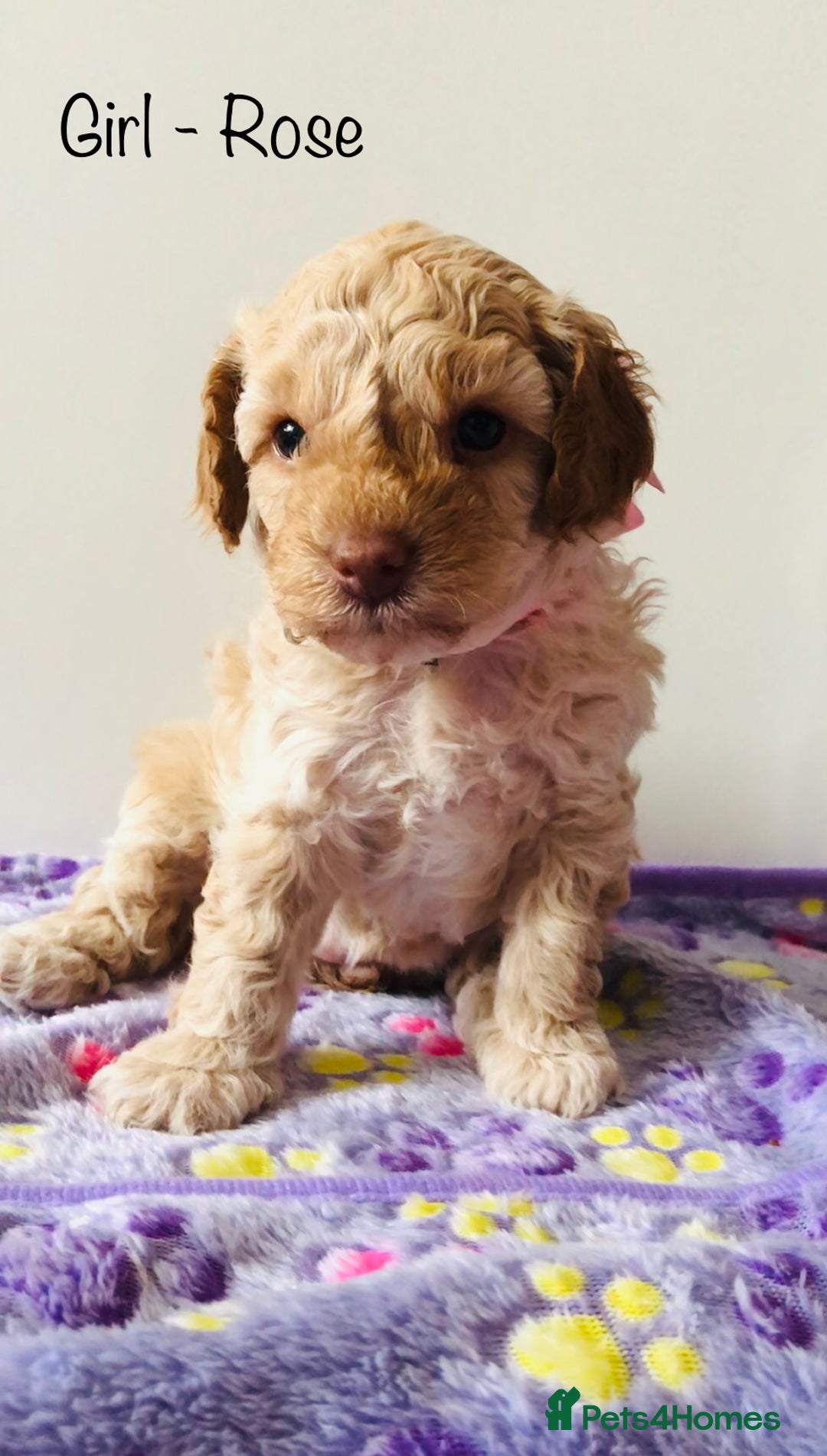 Cockapoo dogs for sale: Cockapoo Puppies - Image 10