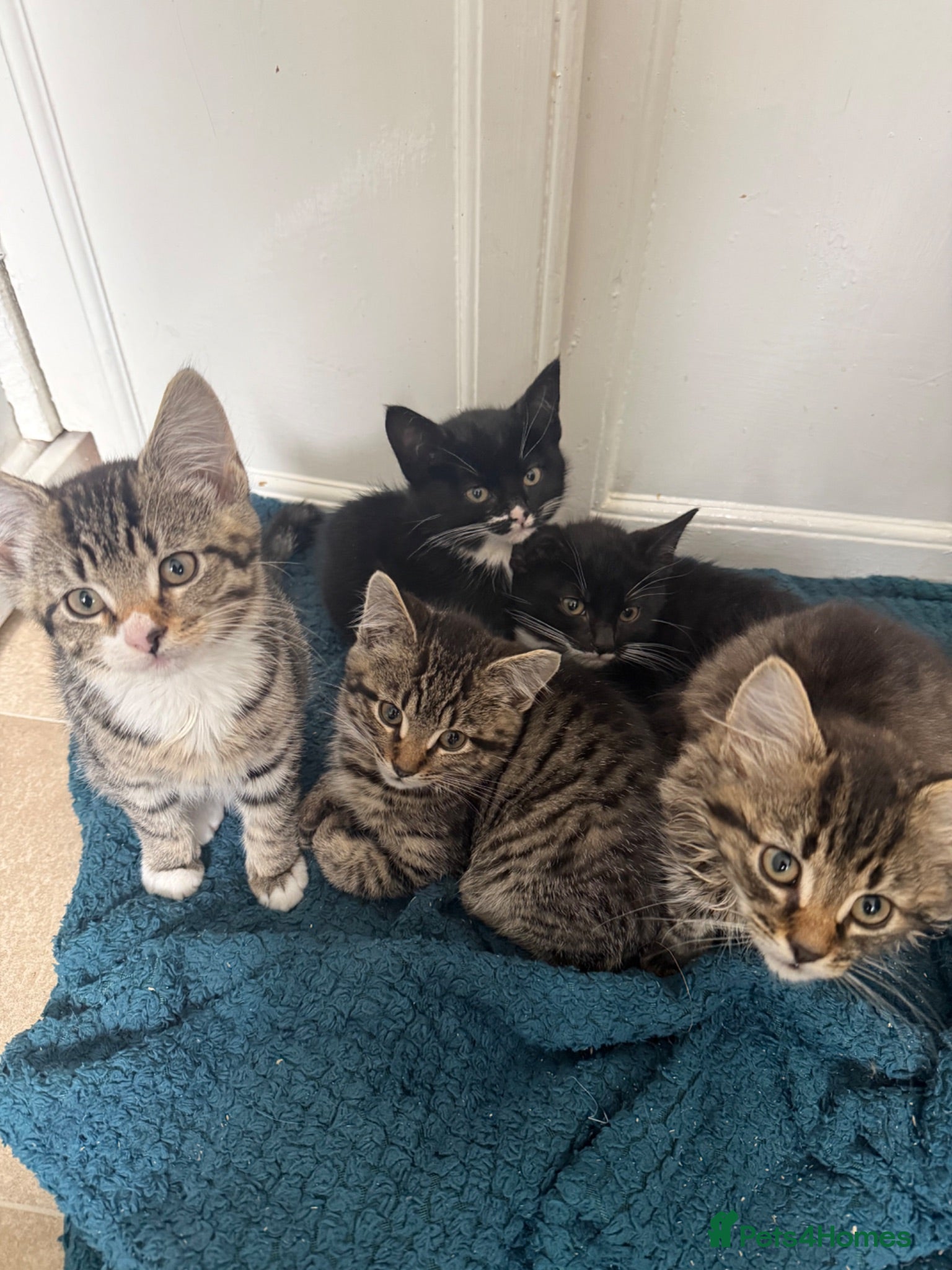 Mixed Breed cats 5 adorable kittens, 3 male, 2 female  - Advert 1