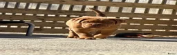 Dogue De Bordeaux dogs for sale: UK CHAMPION PARENTS MALE PUPPY  in York - Advert 3