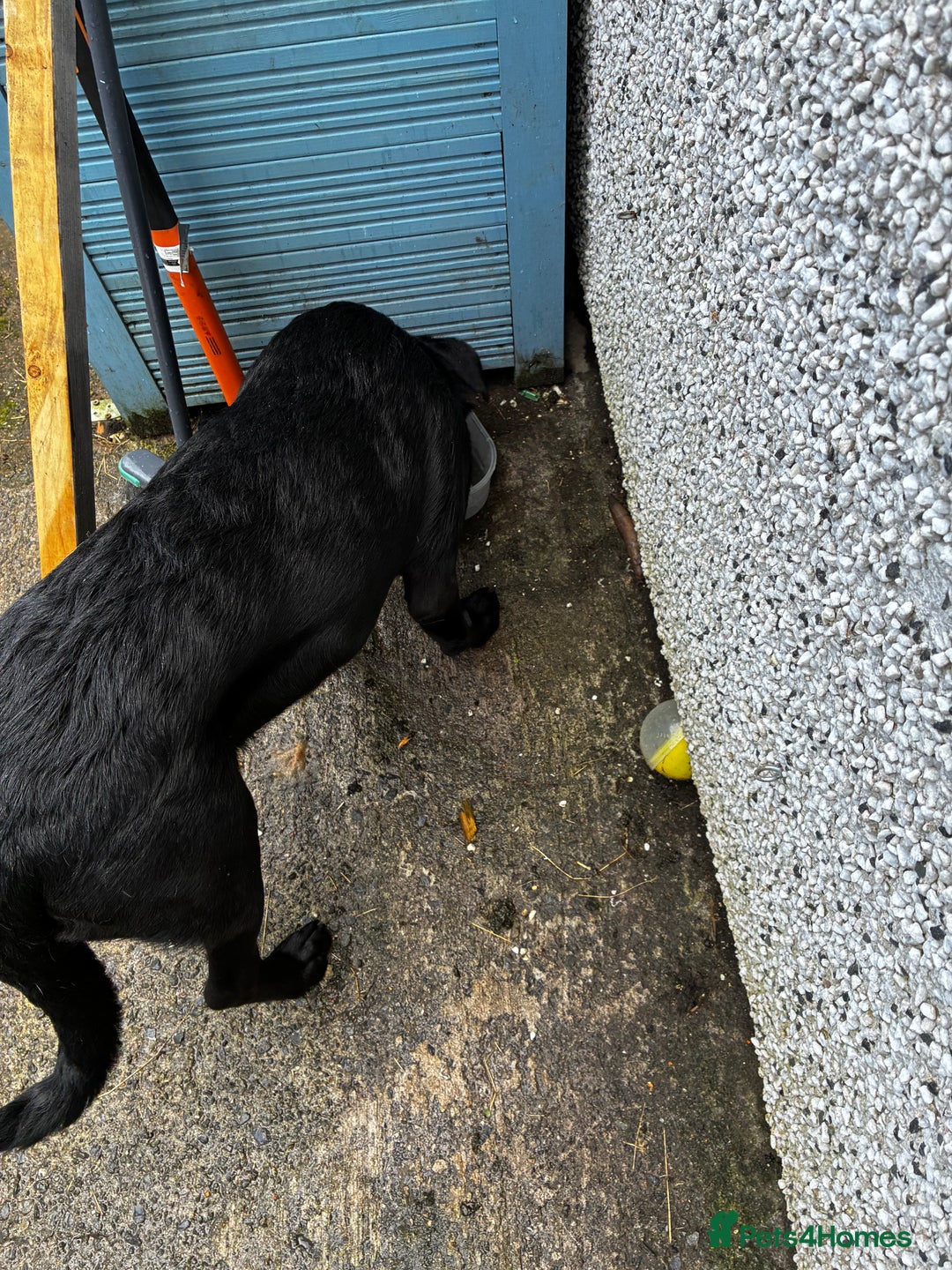 Labrador Retriever dogs for sale: 7 month old lab - Image 3