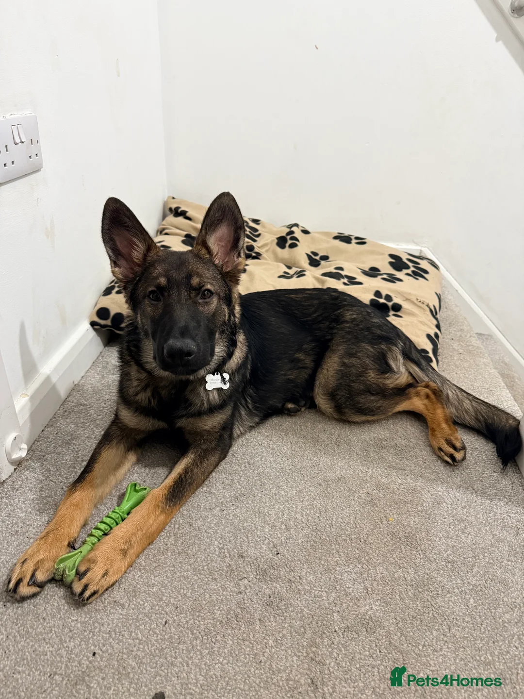 German Shepherd dogs for sale: FIRE IS 6m Old German shepherd  in Leek - Advert 2