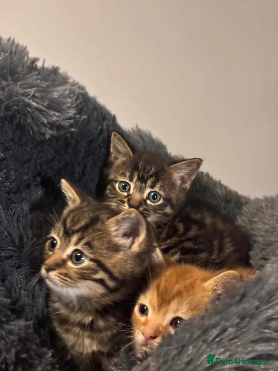 Mixed Breed cats for sale: Lovely mix breed little kiten - Advert 1