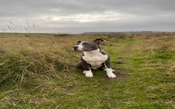 American Bull Staffy dogs for sale: Luka - American Staffordshire terrier  - Image 7