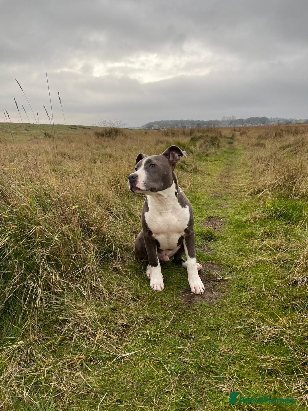 American Bull Staffy dogs for sale: Luka - American Staffordshire terrier  - Image 7