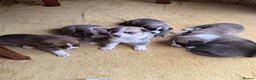 Mixed Breed dogs for sale: Siberian Husky x AmStaff Terrier Puppies - Advert 11