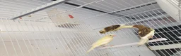 Canaries birds for sale: Canaries for sale  - Advert 13