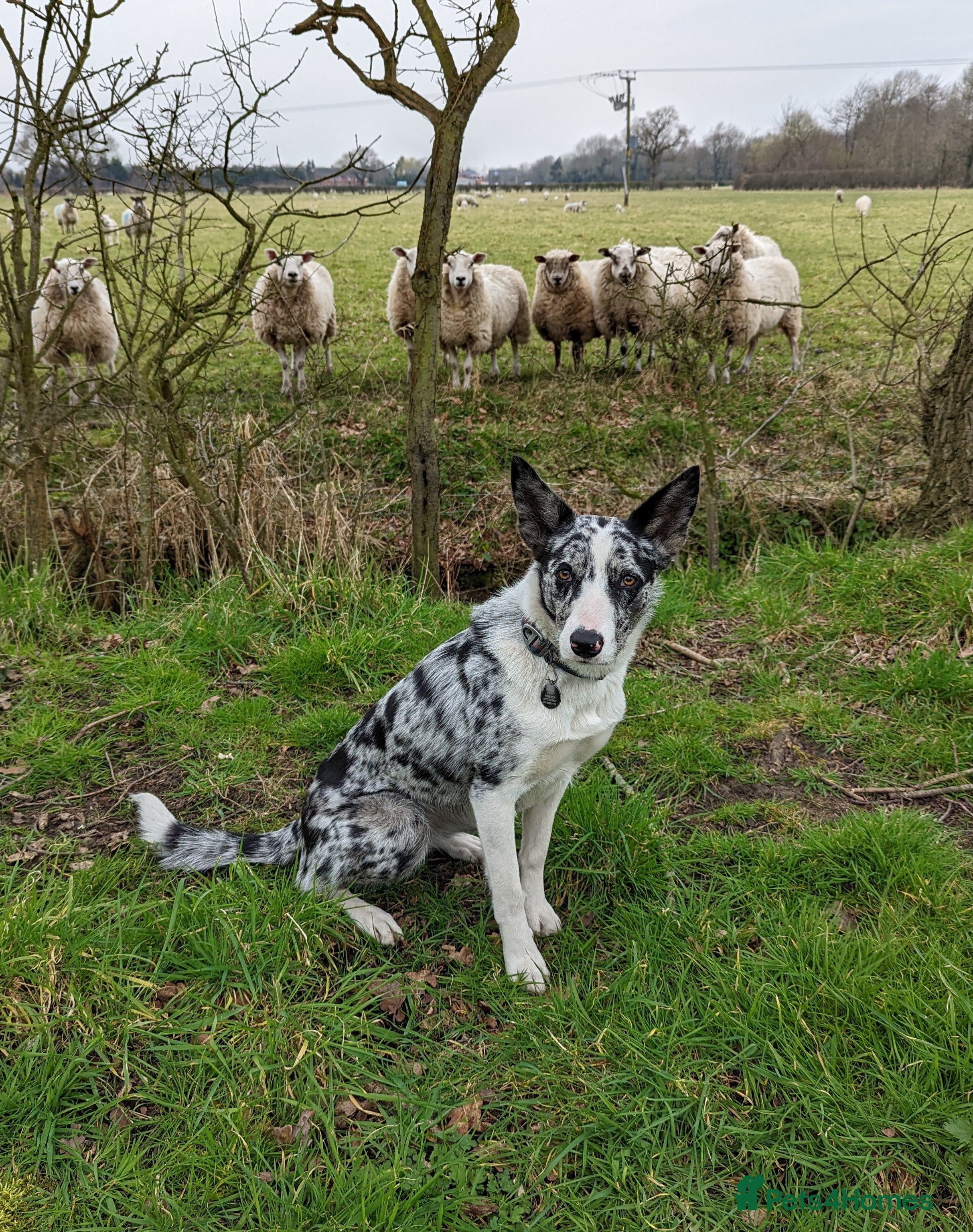 Blue Merle Short Hair Border Collie Blue Border Gray And White