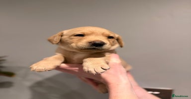 Labrador Retriever dogs - Advert 1