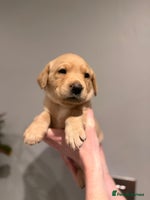 Labrador Retriever dogs - Advert 1