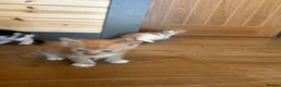 Mixed Breed cats for sale: Healthy Domestic Housecats, Father Unknown - Advert 16