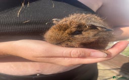 Guinea Pig rodents for sale: beautiful baby guinea pigs - Image 7