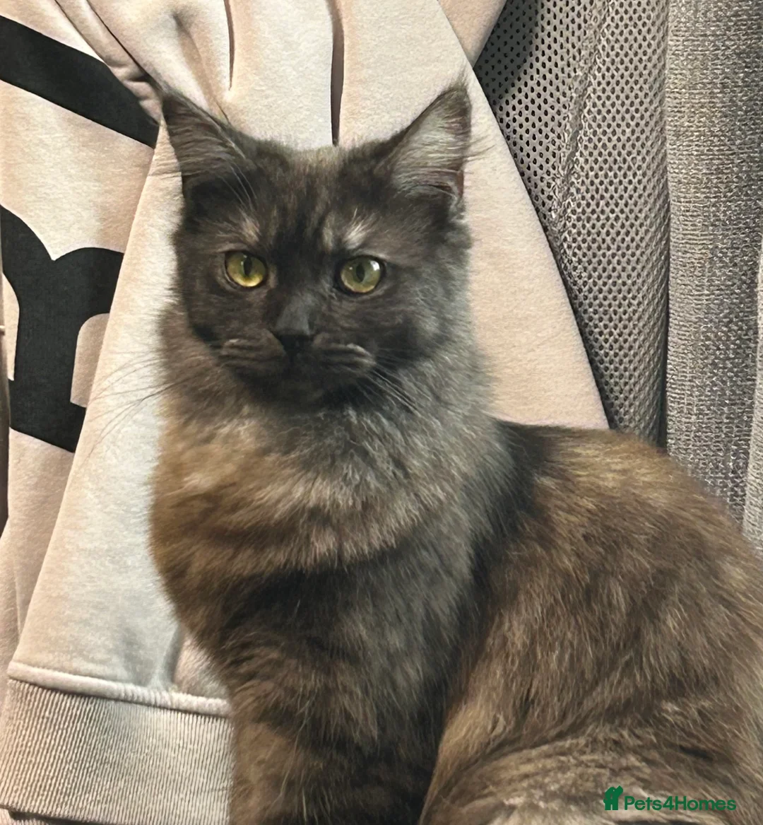 Maine Coon cats for sale: Maine coon - Advert 1