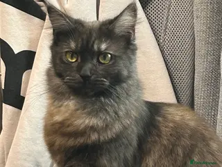 Maine Coon cats Maine coon - Advert 1