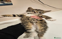 Domestic Shorthair cats for sale: Beautiful Tabby kittens - Advert 5