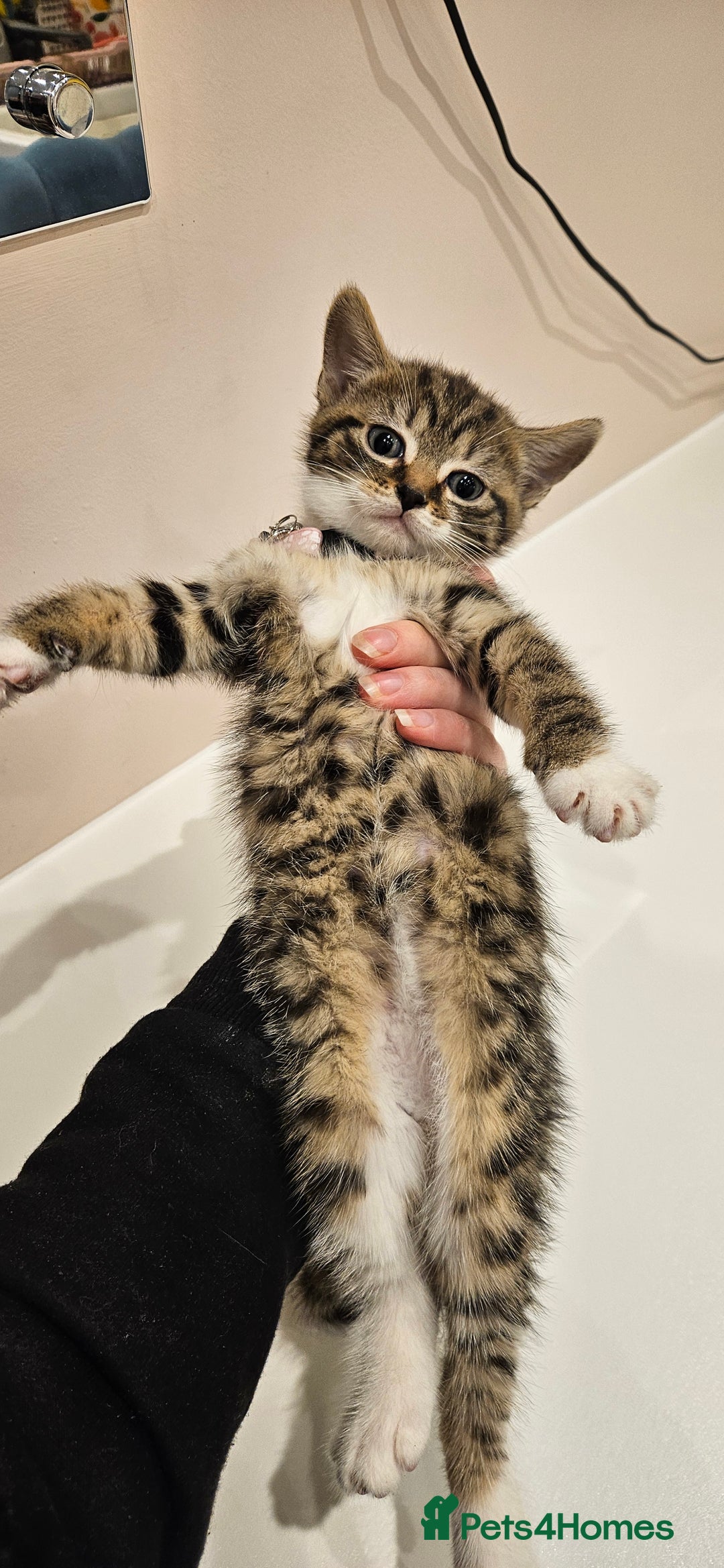 Domestic Shorthair cats for sale: Beautiful Tabby kittens - Advert 5