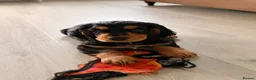 Cocker Spaniel dogs for sale: Two working cocker spaniel boys looking for 🏠 - Advert 6