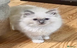 Ragdoll cats for sale: traditional Mitted ragdoll’s - Advert 7