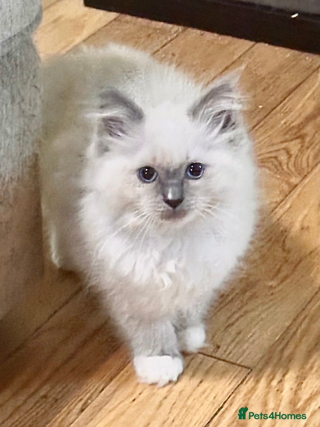 Ragdoll cats for sale: traditional Mitted ragdoll’s - Advert 7