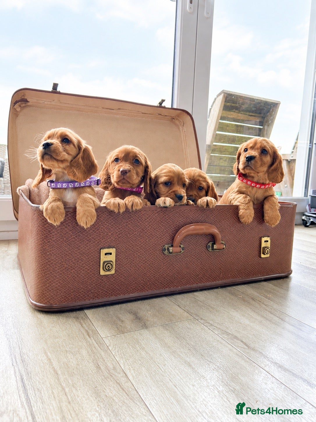 Cocker Spaniel dogs Beautiful Cocker Spaniel Puppies - Advert 1