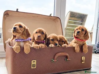 Cocker Spaniel dogs Beautiful Cocker Spaniel Puppies - Advert 17