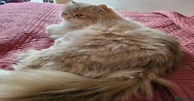 British Longhair cats - Advert 10