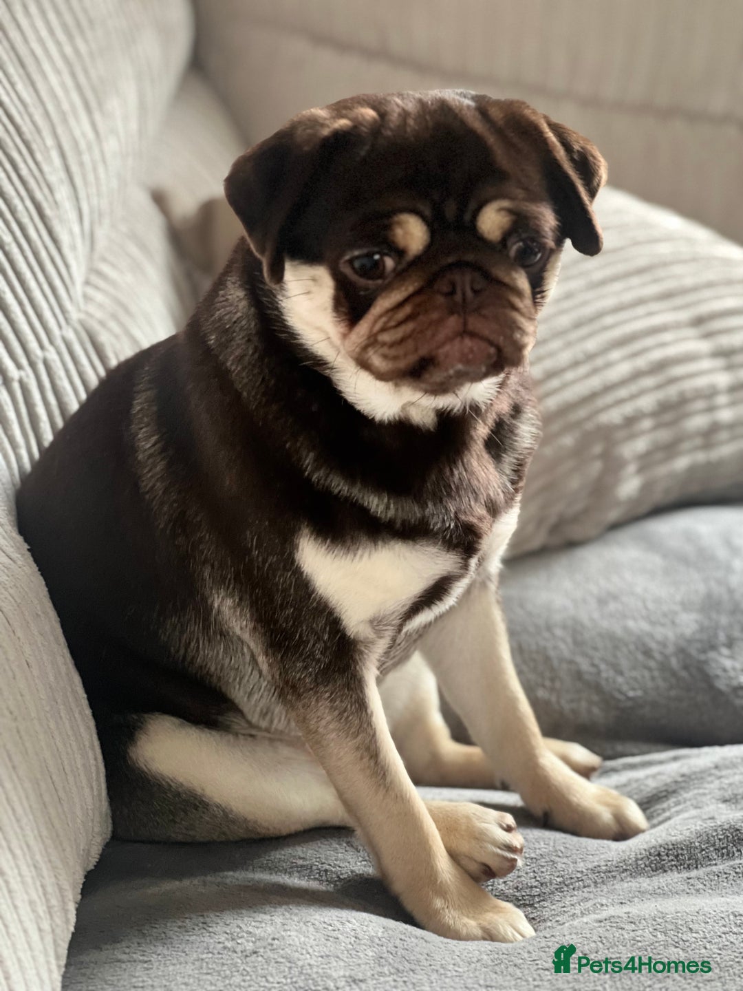 Pug dogs for sale: Kc reg 3 year old chocolate pug  - Advert 7