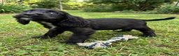 Cocker Spaniel dogs for sale: Exceptional cocker spaniels - Advert 4