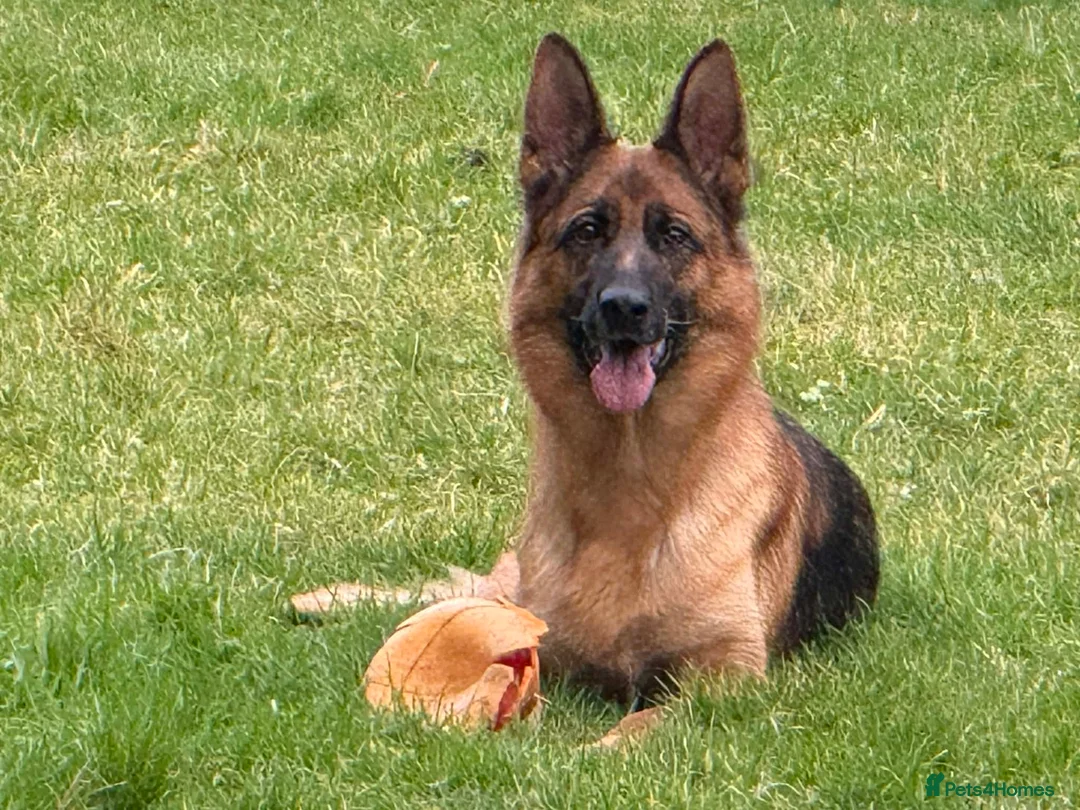 German Shepherd dogs for sale: German Shepherd Pups - Advert 1