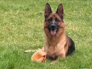 German Shepherd dogs German Shepherd Pups - Advert 6