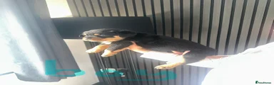 Rottweiler 1