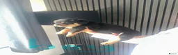 Rottweiler dogs for sale: Outstanding pure  Rottwilwer - Advert 21