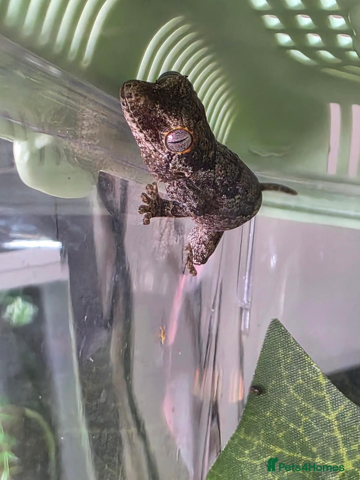 Chameleon reptiles 2 gargoyle gecko babys - Advert 7