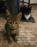 British Shorthair cats Last little one left - Advert 3