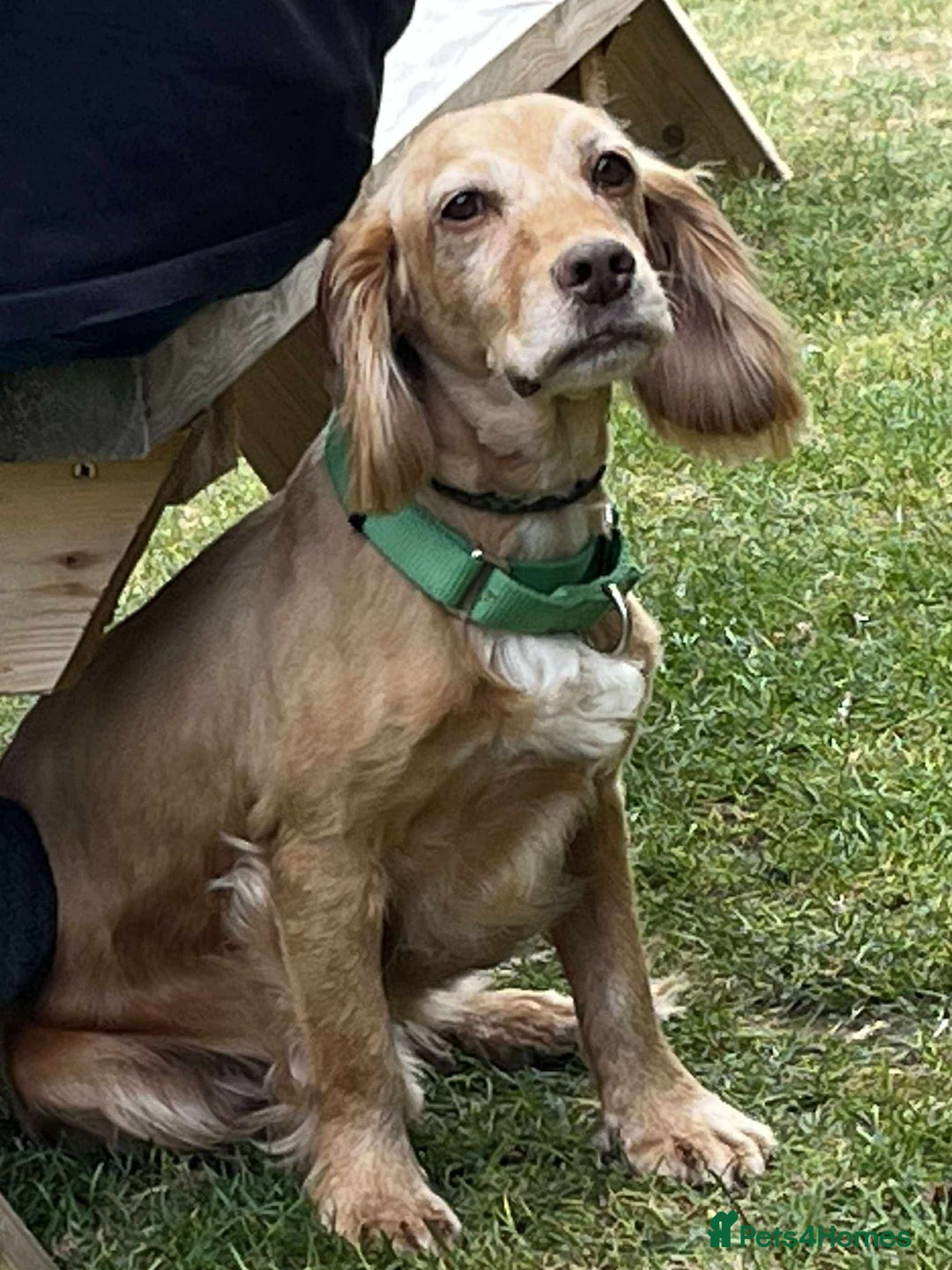 Cocker Spaniel dogs for adoption: Bob needs a loving home  - Advert 7