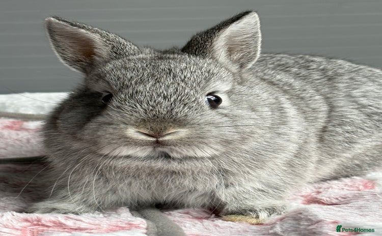 Netherland Dwarf rabbits - Advert 3