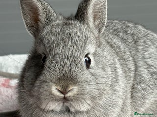 Netherland Dwarf rabbits - Advert 10