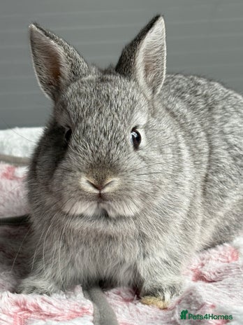 Netherland Dwarf rabbits - Advert 1