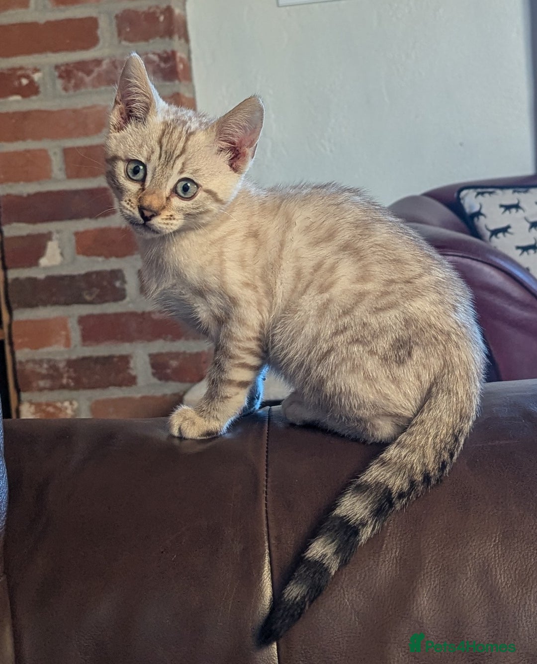 Bengal cats for sale: Male snow bengel  - Image 3