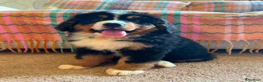 Bernese Mountain Dog 3