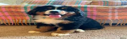 Bernese Mountain Dog dogs for sale: Beautiful Bernese Mountain pups available  in Carmarthen - Advert 16