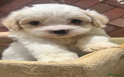 Maltipoo dogs for sale: Adorable Maltipoo Puppies 🐾 - Image 1