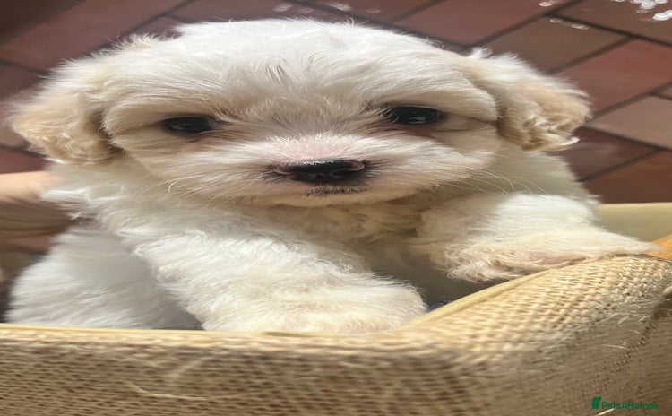 Maltipoo dogs - Advert 1