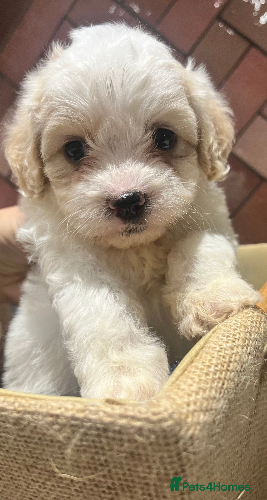 Maltipoo dogs for sale: Adorable Maltipoo Puppies 🐾 - Image 1